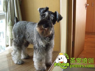 雪納瑞犬