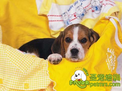 比格犬