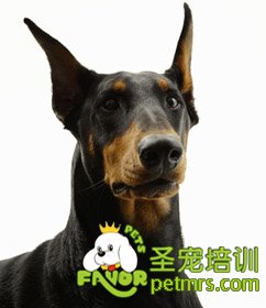 杜賓犬