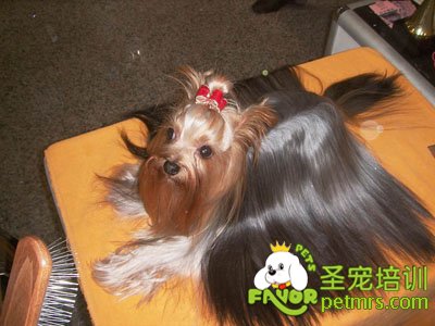 約克夏美容