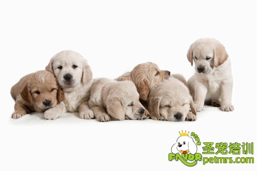 幼犬的成活率