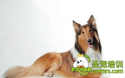 懷孕的狗狗