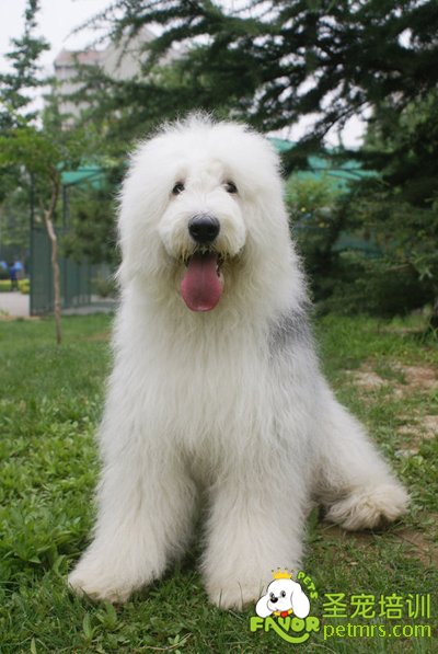 古代牧羊犬