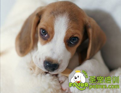 比格犬