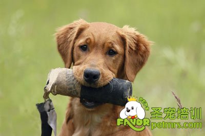 狗狗