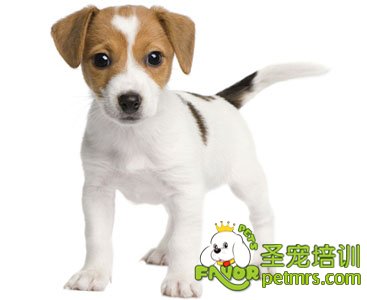 狗狗