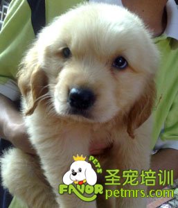金毛犬