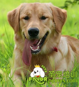 金毛犬