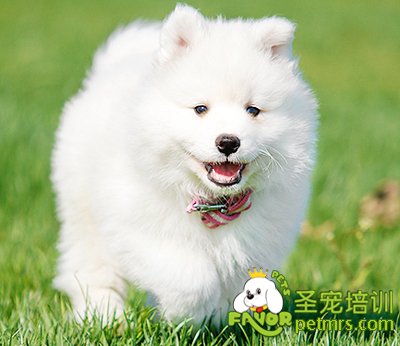 銀狐犬