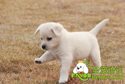 拉布拉多犬