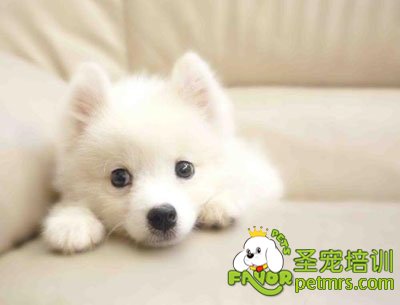 銀狐犬