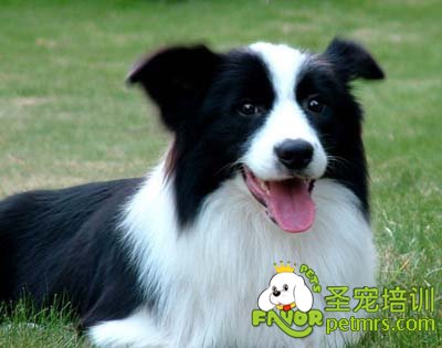 邊境牧羊犬