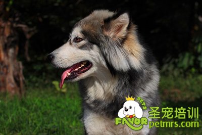 哈士奇