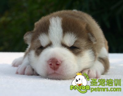健康的飼養幼犬