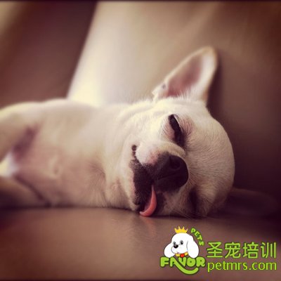 幼犬吃什么
