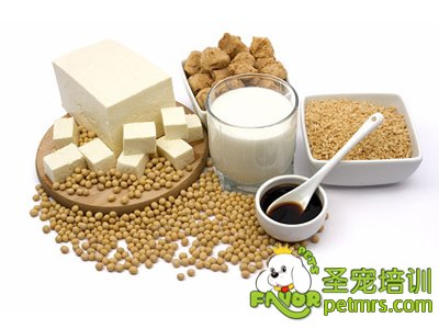 狗狗食物