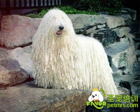 母犬對營養的需求