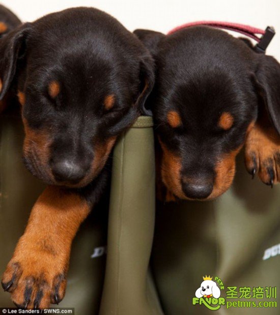 養(yǎng)犬的注意事項