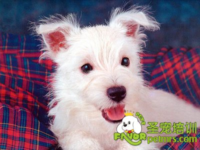 西高地白梗