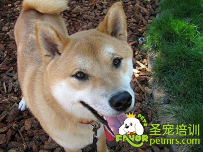 秋田犬