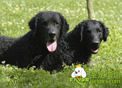 卷毛巡回獵犬