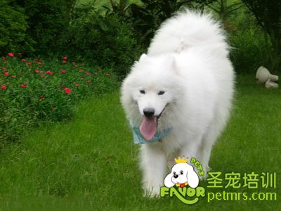 薩摩耶犬