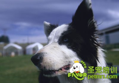 邊境牧羊犬