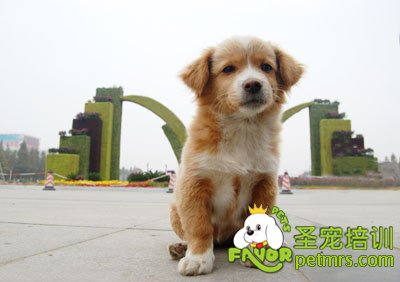 狗