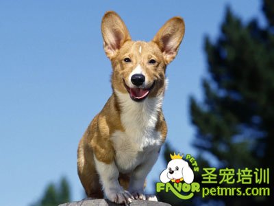 柯基犬
