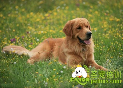 金毛犬
