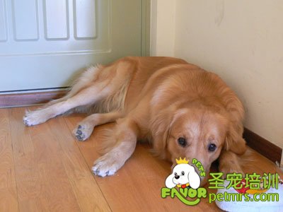 金毛犬