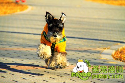 可愛狗狗