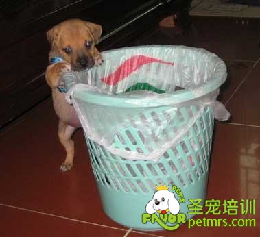 狗狗找食物