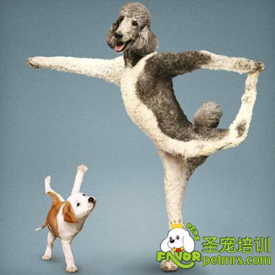 幼犬小窩