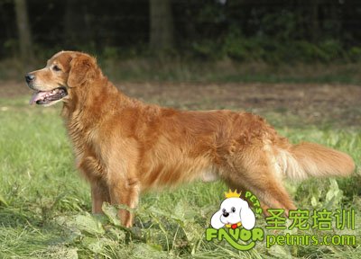 金毛犬