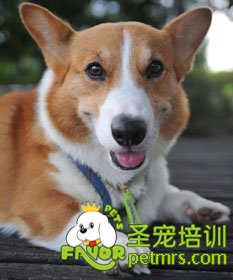 柯基