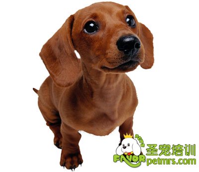 臘腸犬