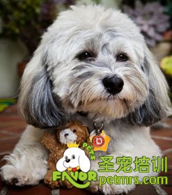 狗