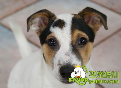 狗