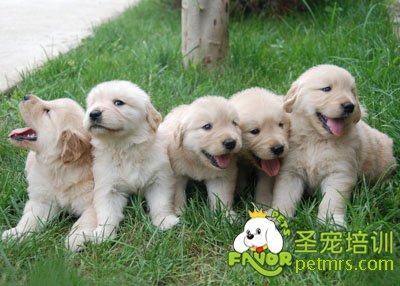 金毛