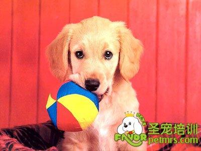 金毛