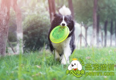 邊境牧羊犬