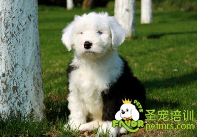 古代牧羊犬
