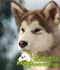 阿拉斯加
