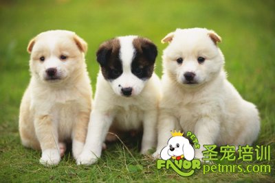 可愛的狗狗