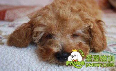 防止狗狗掉毛的方法