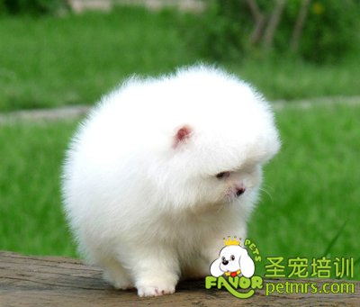 幼犬飼養(yǎng)手冊(cè),新手必看