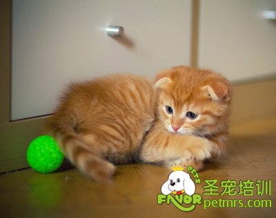 貓咪的正確飼養方法