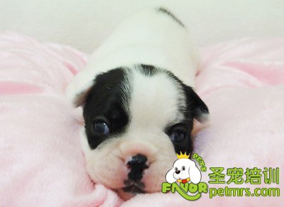 幼犬如何飼養
