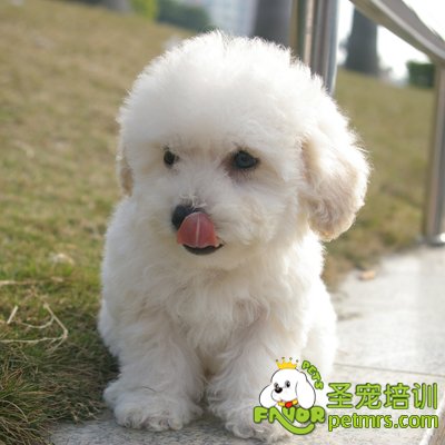 健康狗狗是養出來的